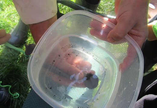 234 stanoviště 2 - Rýžoviště